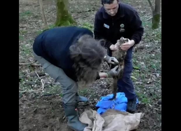Cotswold Hunt suspended after video revealed a fox being buried alive in a bag.