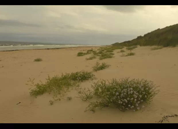 Conservationists oppose the proposed Coul Links golf course due to environmental concerns.