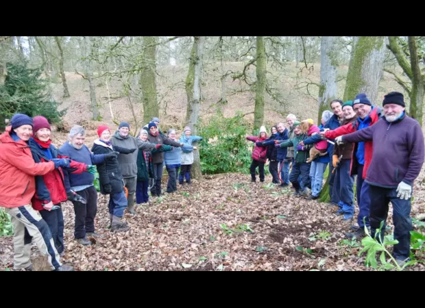 Rhododendron bushes removed, allowing bluebells to grow in the woods.