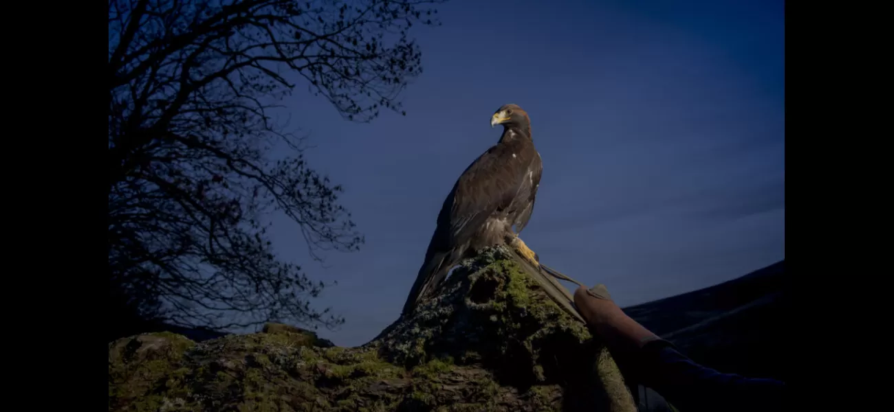 The Duke of Northumberland is helping to increase the Scottish eagle population.