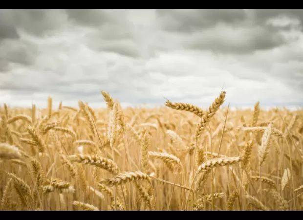 Scientists warn pandemics of plants could endanger food supply for billions of people worldwide.