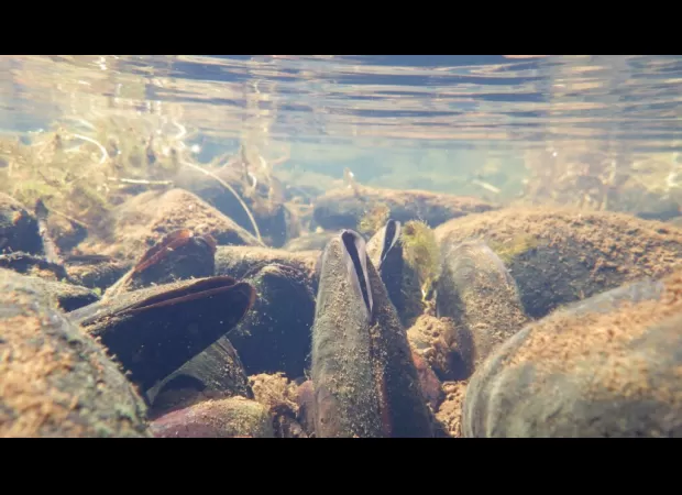 Pearl mussels found in Scottish lochs at risk of extinction.