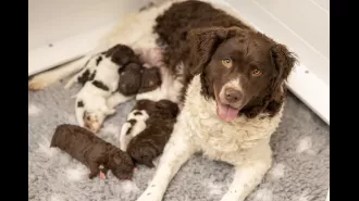UK has welcomed puppies from the world's rarest dog breed, a first for the country.