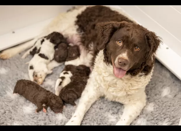 UK has welcomed puppies from the world's rarest dog breed, a first for the country.