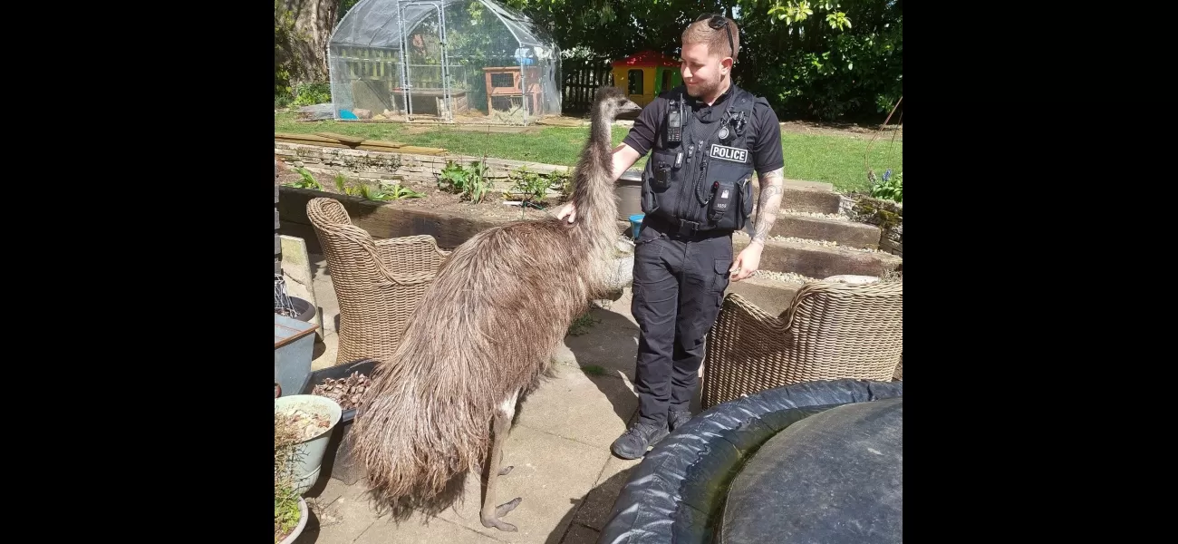 Rescuers spent 5 hours searching for Rodney, the adventurous emu who had escaped.