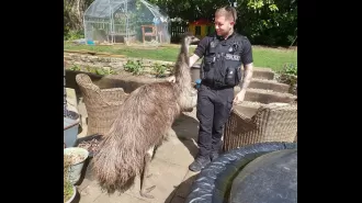 Rescuers spent 5 hours searching for Rodney, the adventurous emu who had escaped.