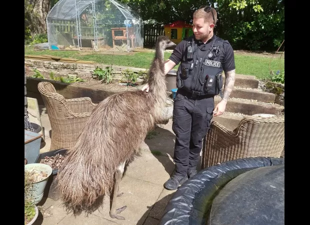 Rescuers spent 5 hours searching for Rodney, the adventurous emu who had escaped.