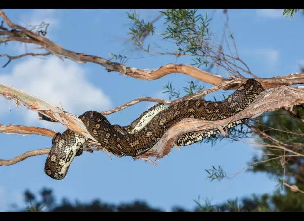 Train driver uses broom to push 8ft snake off the tracks.