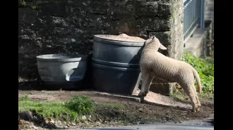 Sheep running wild, eating plants and using yards as toilets.