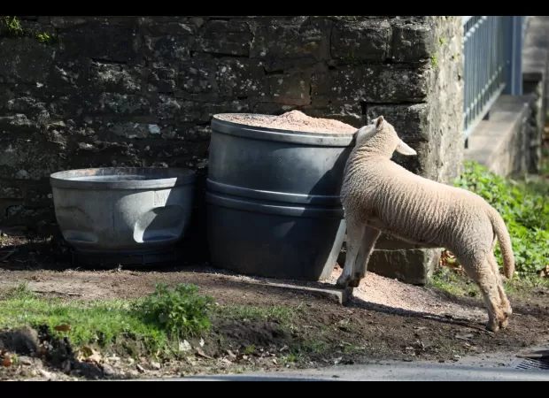 Sheep running wild, eating plants and using yards as toilets.