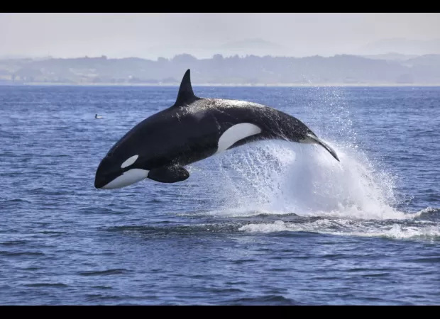 Scientists have mapped the diversity of life in the Firth of Forth, an estuary in Scotland, revealing its rich variety of marine life.

Scientists map diverse marine life in Scotland's Firth of Forth, uncovering its wealth of species.