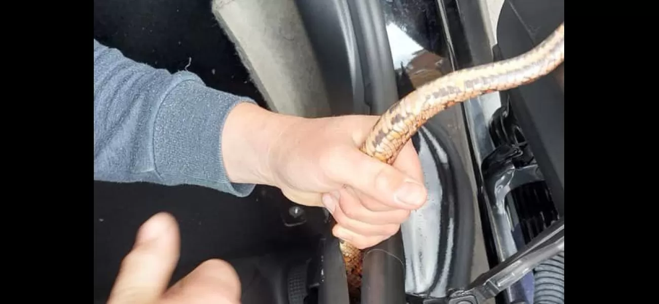 Driver stunned to see a massive snake coiled around their dashboard while driving down the motorway.