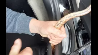 Driver stunned to see a massive snake coiled around their dashboard while driving down the motorway.