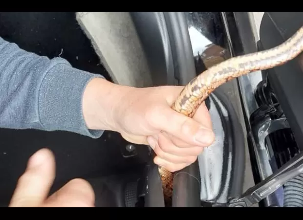 Driver stunned to see a massive snake coiled around their dashboard while driving down the motorway.