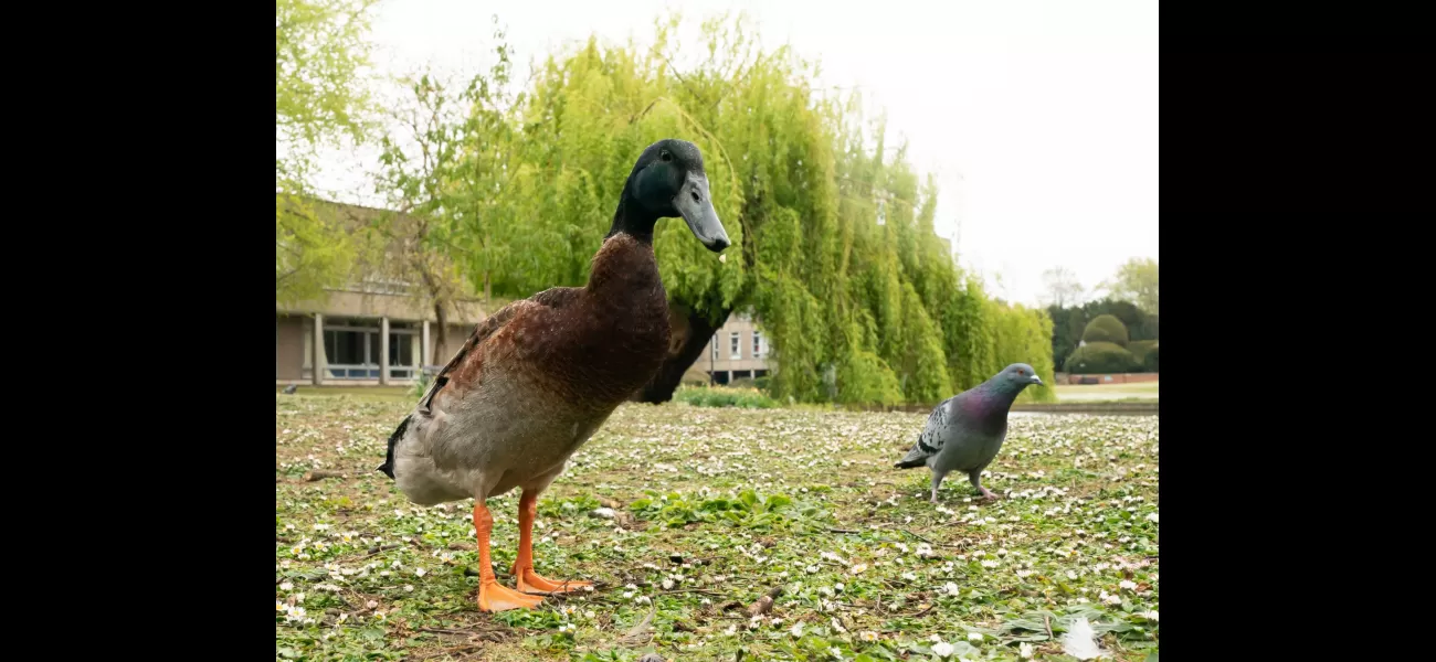 Long Boi fans trying to raise £10,000 for duck’s memorial statue