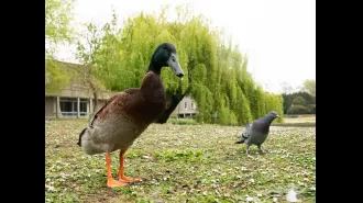 Long Boi fans trying to raise £10,000 for duck’s memorial statue