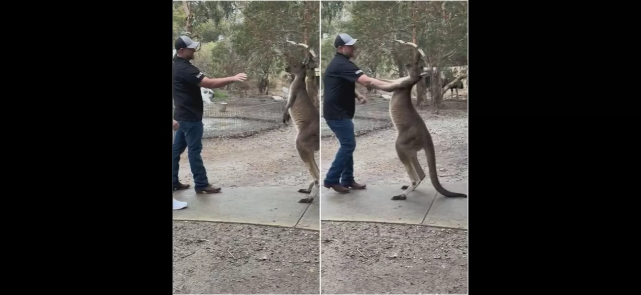 Kangaroo confronts US tourist at Australian wildlife reserve.