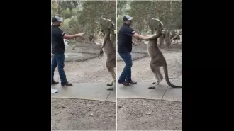 Kangaroo confronts US tourist at Australian wildlife reserve.