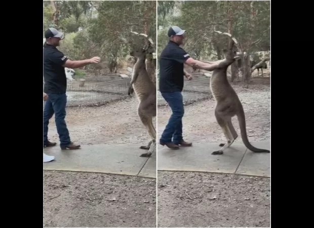Kangaroo confronts US tourist at Australian wildlife reserve.