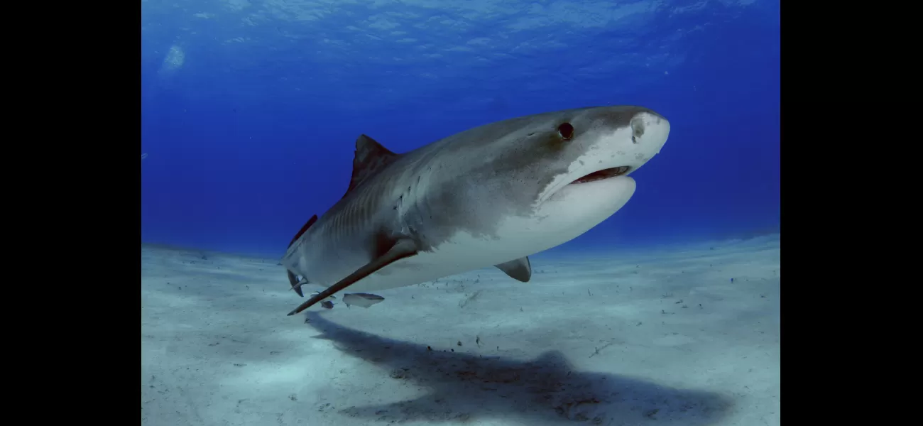 Are fatal shark attacks rare in Spain?