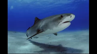 Are fatal shark attacks rare in Spain?