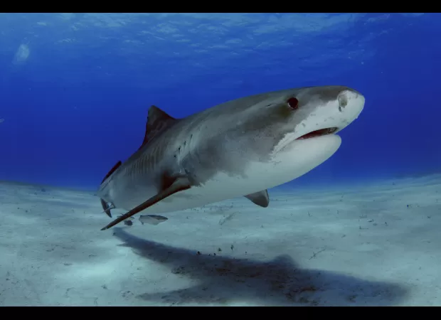 Are fatal shark attacks rare in Spain?