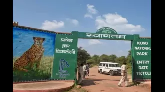 Veera, a movie about a tiger, is released in the Kuno jungle in Bhopal.