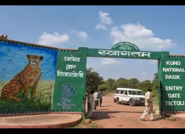 Veera, a movie about a tiger, is released in the Kuno jungle in Bhopal.