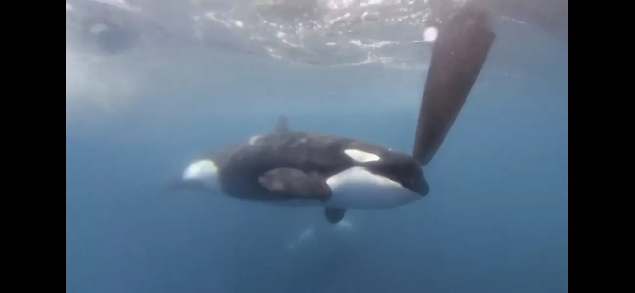 Killer whales attacking UK and Gibraltar, what's causing it?