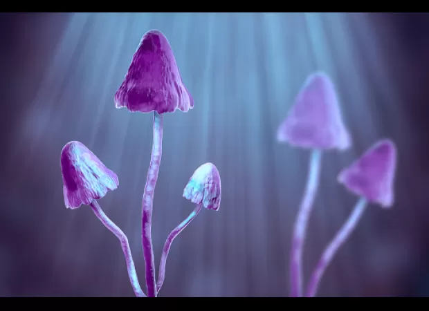 Could mushrooms provide a viable treatment for PTSD?