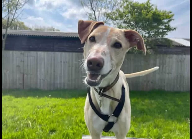 Lurcher, always happy, has been waiting for a home for six months without a single application.