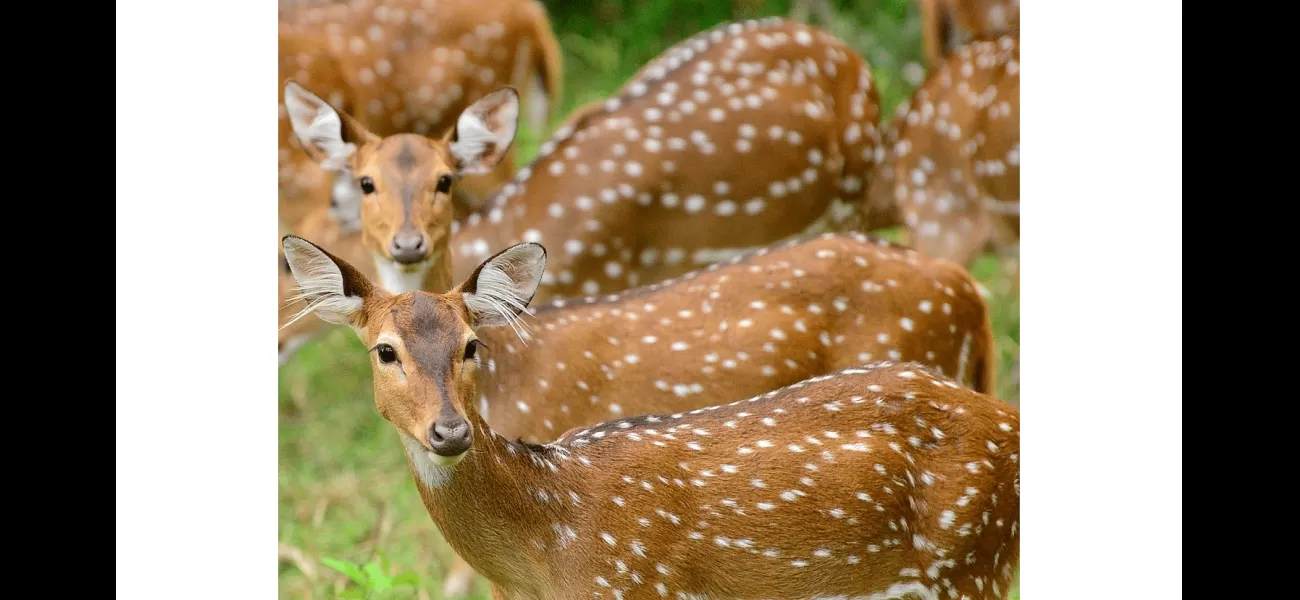 Spotted deer population is putting the Pench Tiger Reserve's ecosystem under strain.