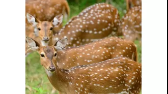 Spotted deer population is putting the Pench Tiger Reserve's ecosystem under strain.