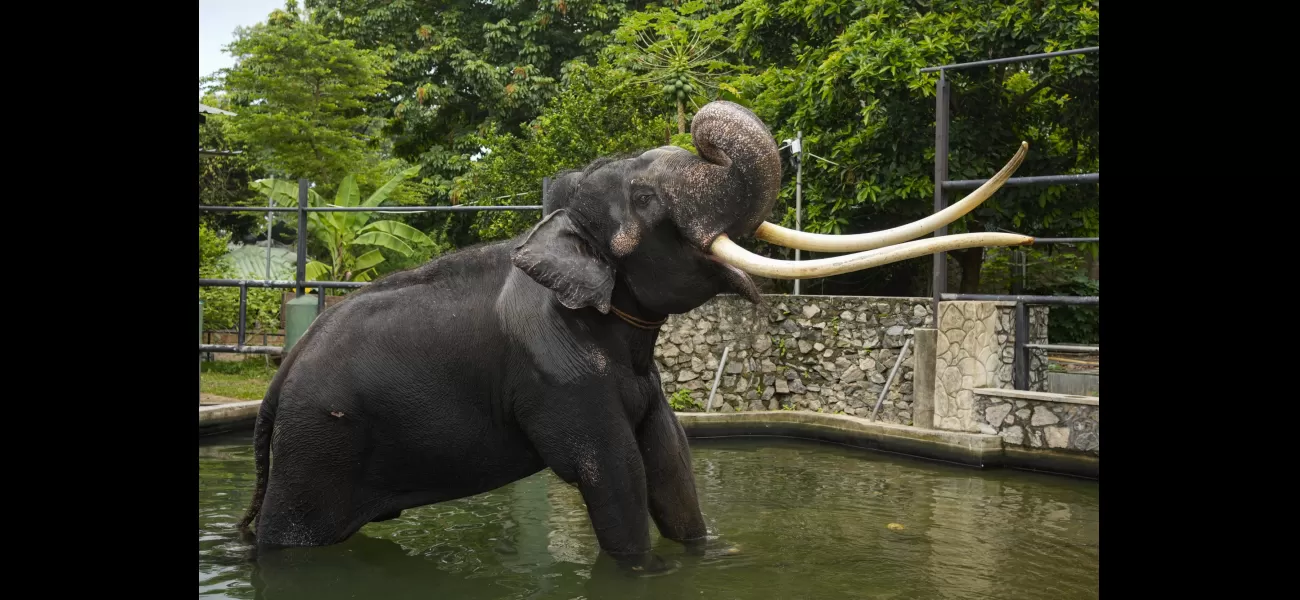 Elephant gifted by Thai royal family flown back from Sri Lanka after reports of mistreatment.