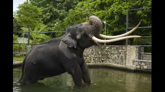Elephant gifted by Thai royal family flown back from Sri Lanka after reports of mistreatment.