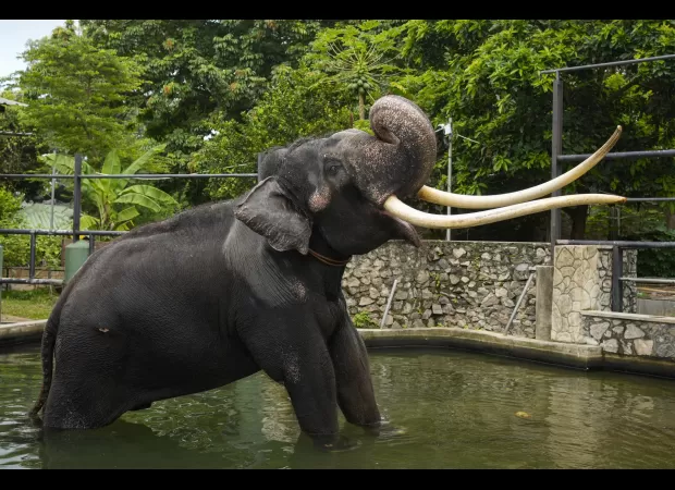 Elephant gifted by Thai royal family flown back from Sri Lanka after reports of mistreatment.