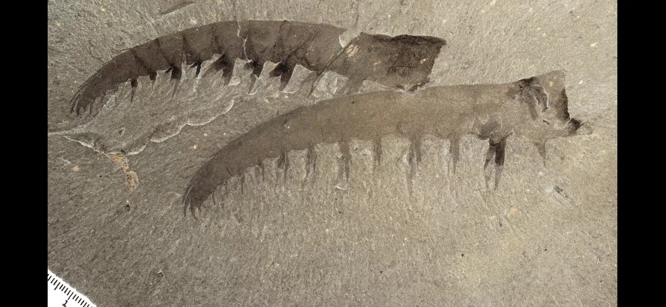 Scientists initially misjudged the size and characteristics of the shrimp.