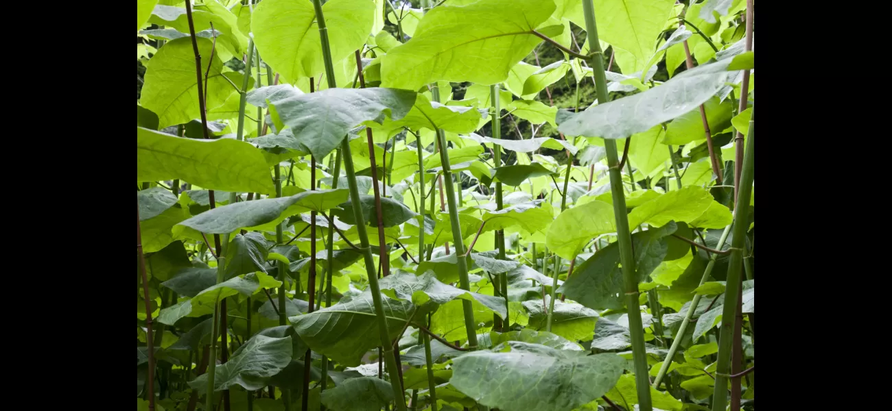 Taxpayers spend £4b annually to combat Japanese knotweed and tree-killing fungus.