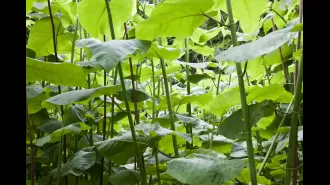 Taxpayers spend £4b annually to combat Japanese knotweed and tree-killing fungus.