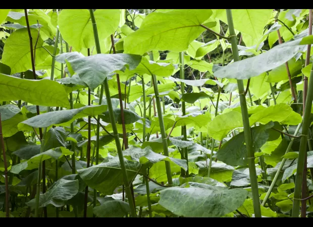 Taxpayers spend £4b annually to combat Japanese knotweed and tree-killing fungus.