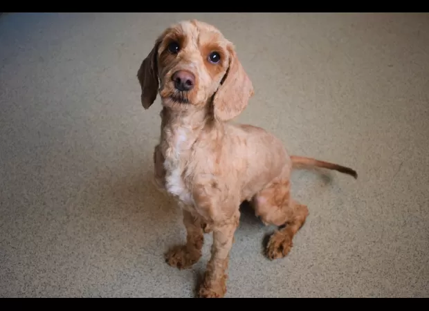 Stray dog was transformed after shedding a huge amount of matted fur, giving it a new life.