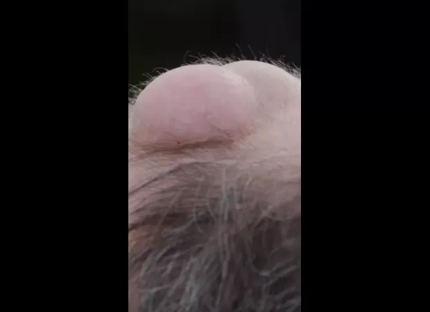 The gentle giant had 