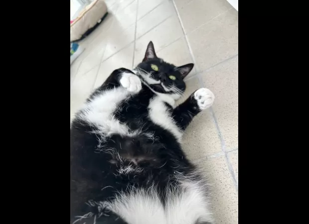 Miko needs a home but no one has applied to adopt him yet.