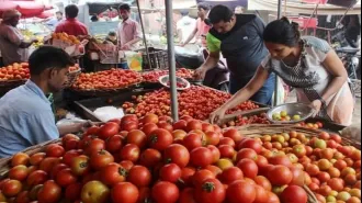 Govt reduces price of tomatoes to ₹80/kg, effective immediately, in Delhi-NCR and other locations.