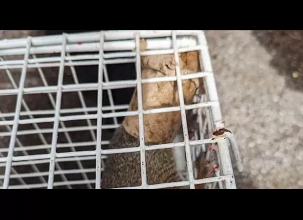 Squirrel climbs to top of tree and gets stuck in a toilet paper tube.