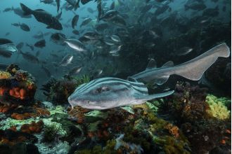 Shark Week will feature footage of alien shark mating behavior.