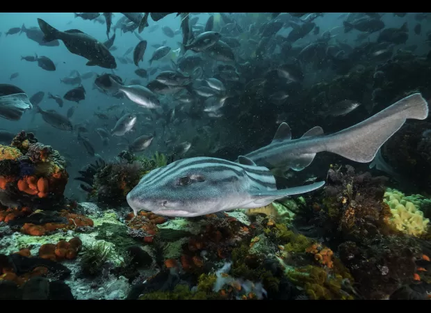 Shark Week will feature footage of alien shark mating behavior.