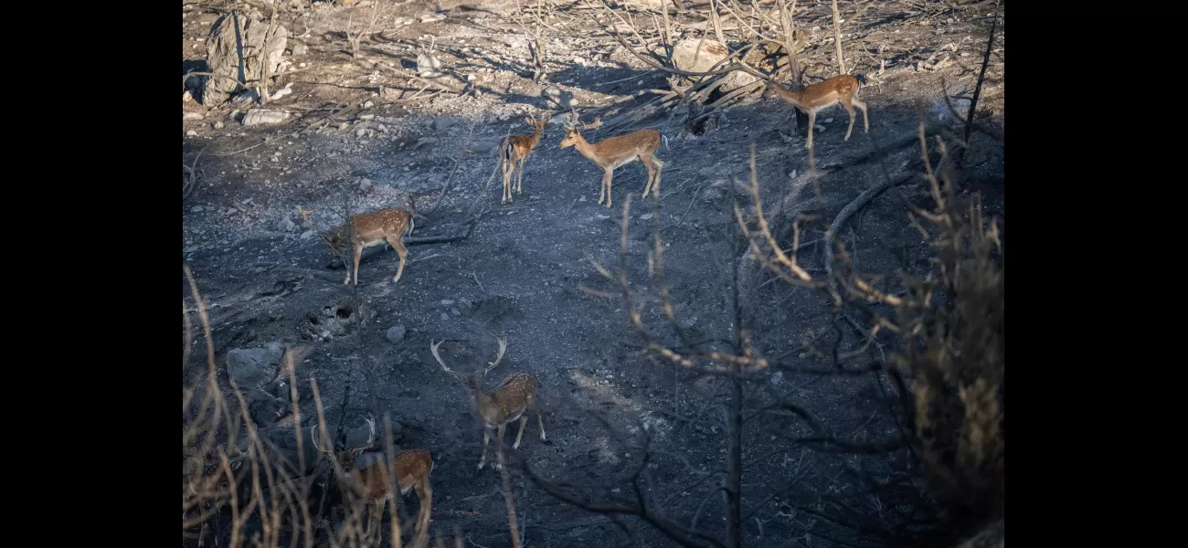 Rescuers in Rhodes struggle daily to save wild deer & pets.