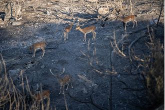Rescuers in Rhodes struggle daily to save wild deer & pets.