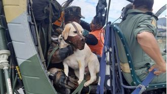 Mady, a Search and Rescue Dog, was airlifted to Nagaland from violence-stricken Manipur after suffering heatstroke.